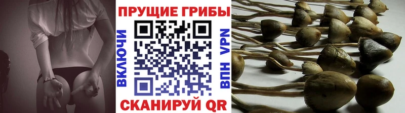 Купить  Апатиты  Псилоцибиновые грибы Magic Shrooms 
